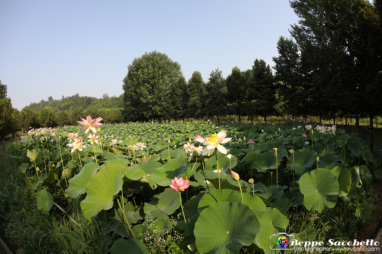 VBS_6658 - Fioritura Loto Laghetto Vezza d'Alba.jpg